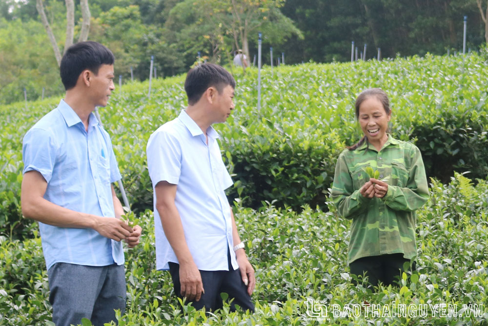Đảng viên Vũ Thị Vương (xóm Đông Thắng, xã Bình Long, Võ Nhai) chia sẻ kinh nghiệm sản xuất chè đặc sản.