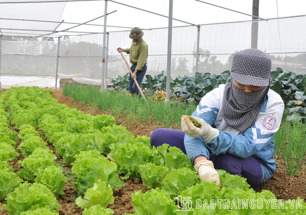 Các sản phẩm rau ăn lá của HTX Bình Minh, ở xóm Náng, xã Nhã Lộng, được trồng theo quy trình VietGAP, cung ứng cho một số siêu thị.
