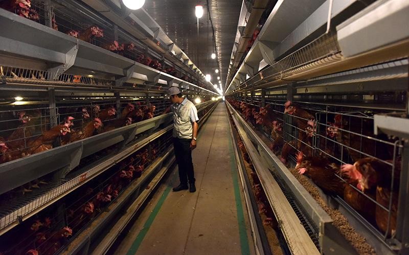 Khu chăn nuôi gà đẻ trứng áp dụng công nghệ cao Công ty Delco Farm, tỉnh Bắc Ninh.
