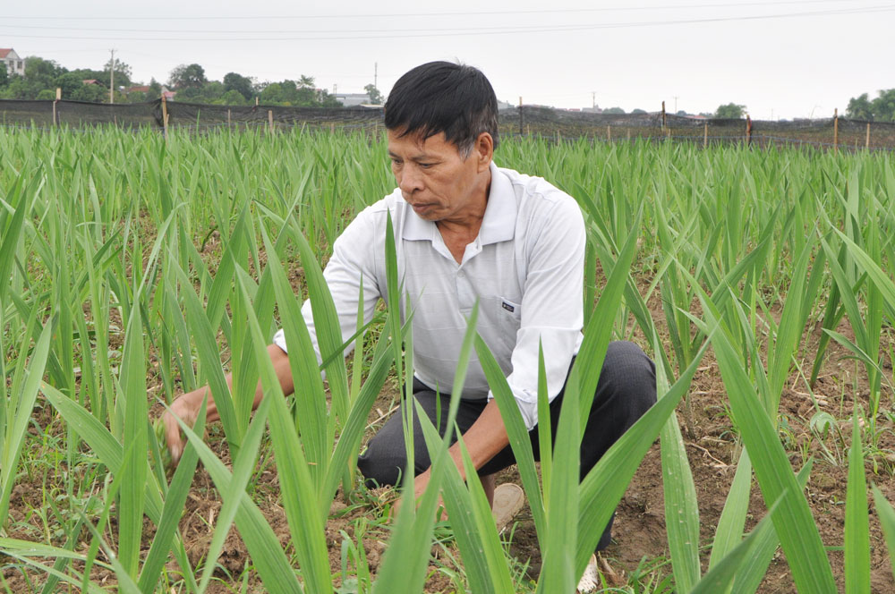 Mô hình trồng hoa dơn (lay ơn) của Hợp tác xã rau củ quả an toàn Dương Thành, ở xóm Nguộn, cho hiệu quả kinh tế cao, góp phần hoàn thành tiêu chí về NTM nâng cao.