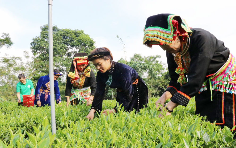 Toàn huyện Võ Nhai hiện có trên 1.300ha chè, trong đó có trên 60% diện tích chè giống mới. Trong ảnh: Người dân xã Liên Minh thu hái chè.