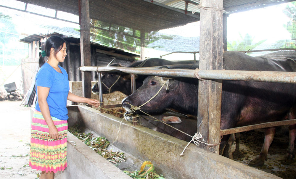 
Gia đình chị Hoàng Thị Công, ở xóm La Mạ, xã Lâu Thượng (Võ Nhai) đã chuyển sang nuôi trâu vỗ béo theo hình thức nhốt chuồng, thay vì chăn thả như trước đây.