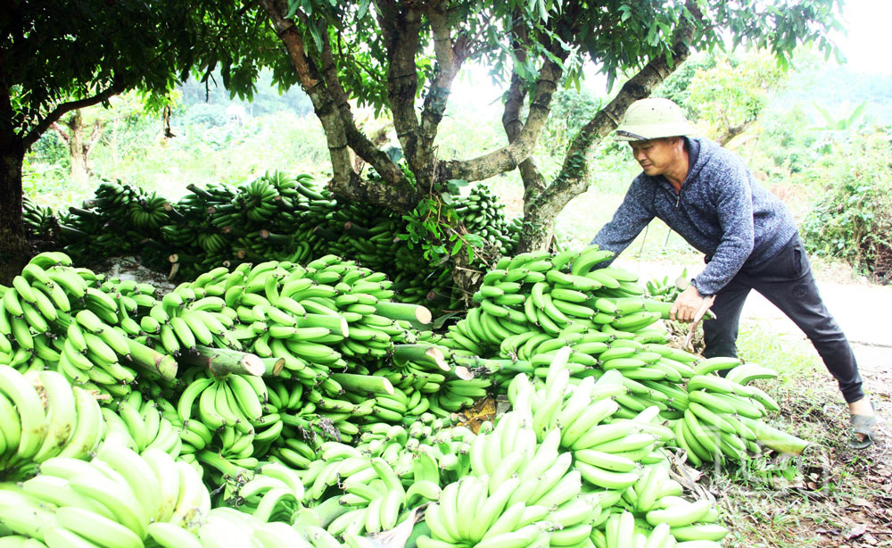 Anh Nguyễn Hữu Thịnh, ở xóm Khe Đù, xã Phúc Thuận, chia sẻ thì hiện nay nhiều buồng chuối quả to quá thương lái còn không thu mua.