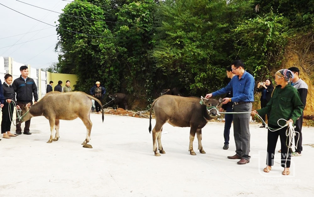 
Cán bộ xã Phủ Lý (Phú Lương) trao trâu giống được hỗ trợ cho các hộ nghèo, cận nghèo, mới thoát nghèo trên địa bàn xã theo Chương trình mục tiêu Quốc gia giảm nghèo bền vững (tháng 11-2023).