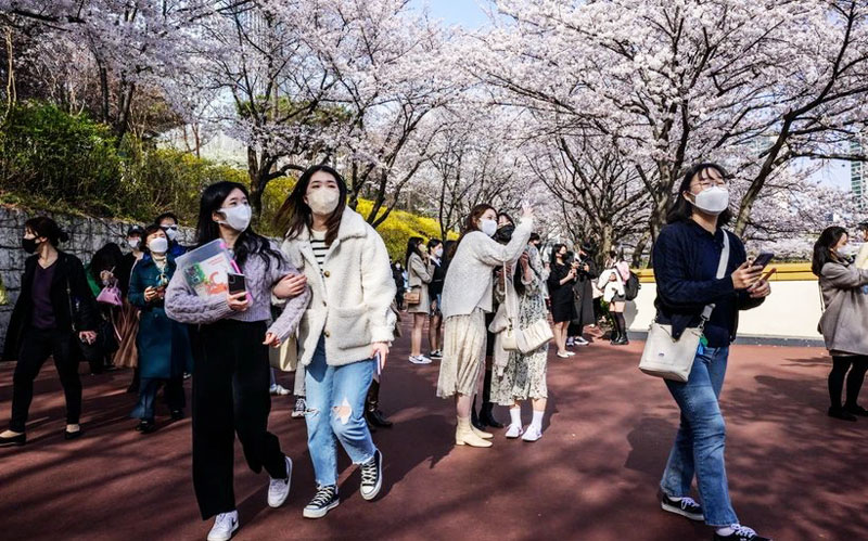 Ngắm hoa anh đào nở rộ tại Seoul, Hàn Quốc.