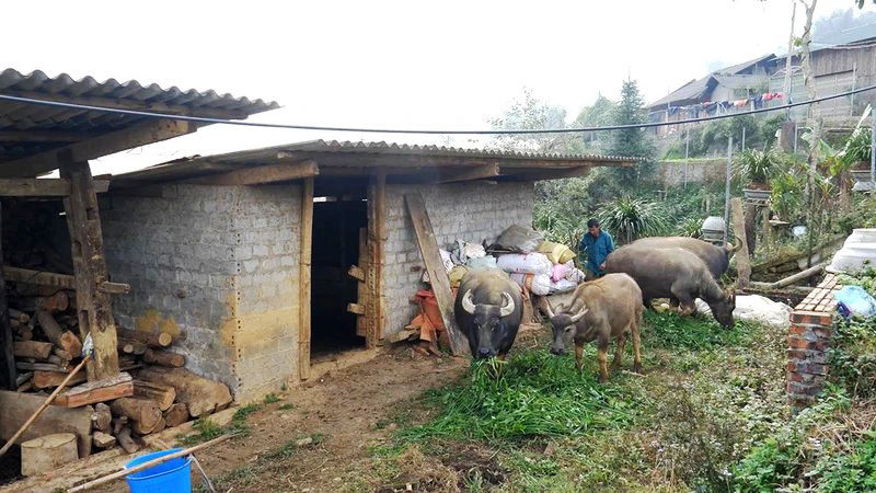 Ðàn trâu nhà ông Má A Páo (phường Hàm Rồng, thị xã Sa Pa, tỉnh Lào Cai) đã có nguồn thức ăn (được chủ động dự trữ từ trước) trong những ngày giá rét không thể chăn thả. 