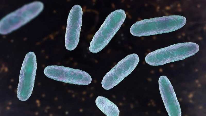 Hình minh họa về vi khuẩn Klebsiella oxytoca. (Ảnh: Getty Images/TTXVN)