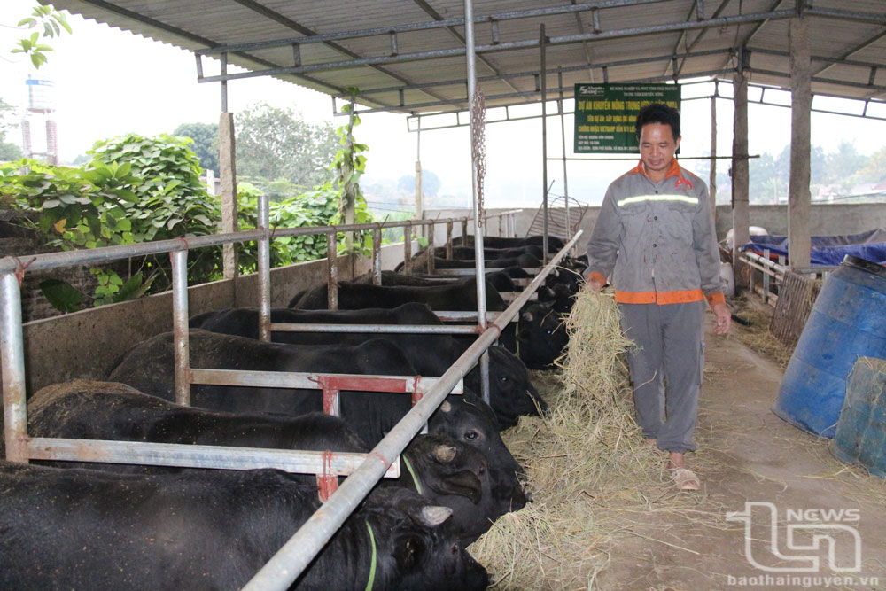 Nhờ áp dụng chăn nuôi theo quy trình VietGAP, đàn bò của hộ ông Dương Văn Chung (xóm Phố Xuân, xã Nga My) phát triển tốt.