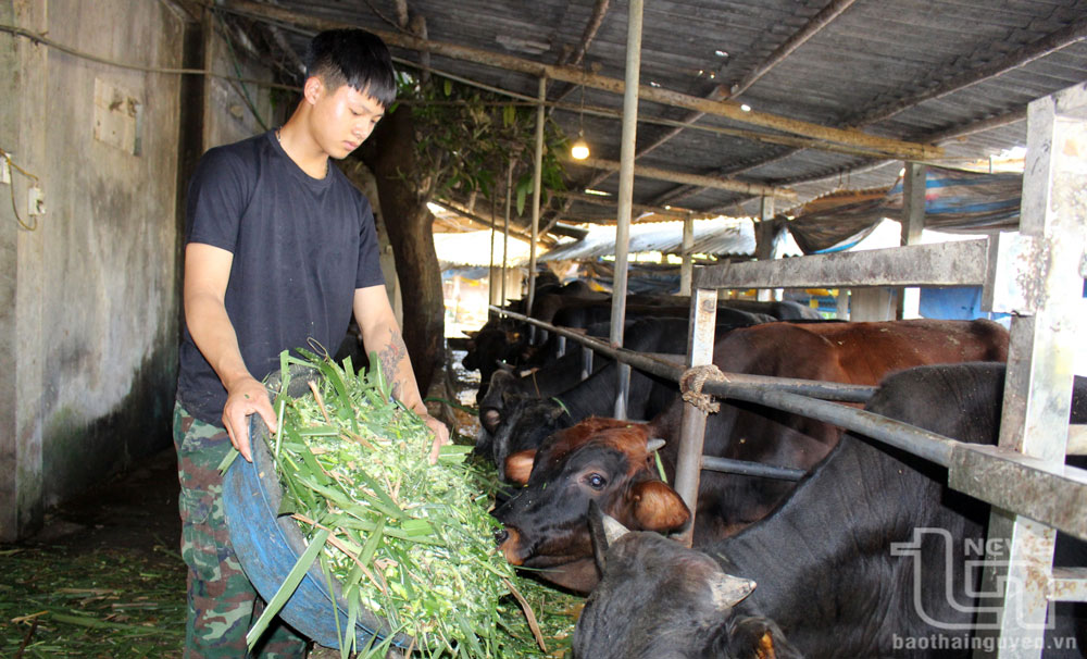 Huyện đẩy mạnh quy hoạch chăn nuôi theo hướng tập trung, quy mô trang trại, đảm bảo vệ sinh môi trường.