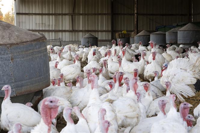 Gà tây được nuôi tại trang trại ở Mỹ. Ảnh: AFP/TTXVN