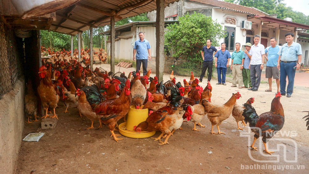 Nhiều hộ dân ở Tân Khánh (Phú Bình) áp dụng chăn nuôi gà theo hướng an toàn sinh học, bảo vệ môi trường.