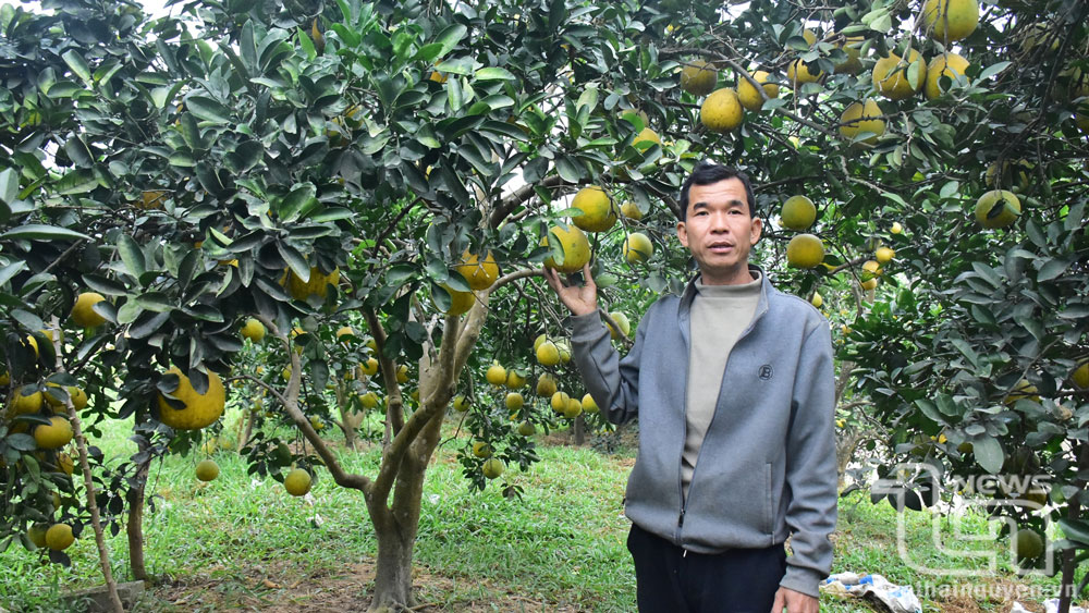 Trung bình, mỗi gốc bưởi đường của gia đình anh Hoàng Mạnh Vũ có khoảng 100 quả, anh đang bán với giá 20-25 nghìn đồng/quả.