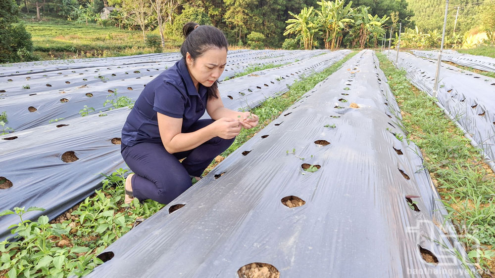 Hợp tác xã nông nghiệp và dược liệu Thiên Phúc (xã Minh Lập, Đồng Hỷ) đã tạo được vùng trồng dược liệu sạch rộng 27ha.
