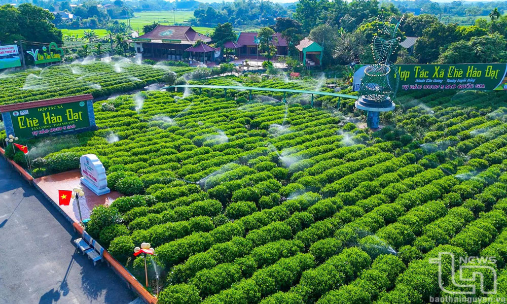 Hợp tác xã chè Hảo Đạt (xã Tân Cương, TP. Thái Nguyên) sử dụng công nghệ phun tưới tự động để có sản phẩm chất lượng, an toàn.