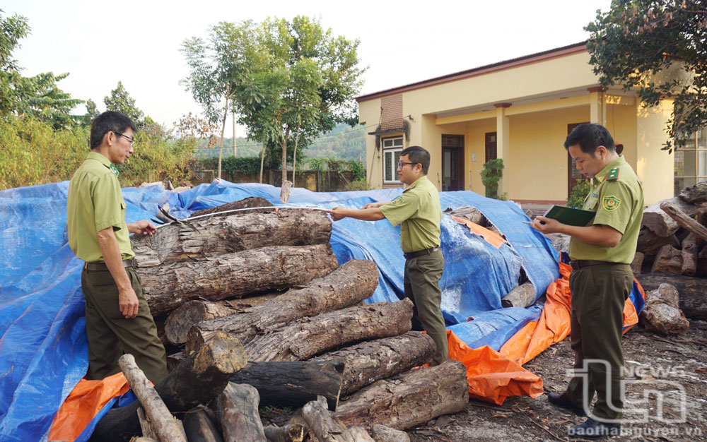 Số gỗ tang vật thu giữ được trong các vụ vi phạm đang được bảo quản tại Hạt Kiểm lâm Võ Nhai khá lớn.