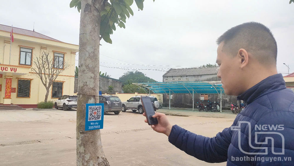 Người dân thị trấn Đu quét mã QR code để biết thông tin về cây xanh được trồng.