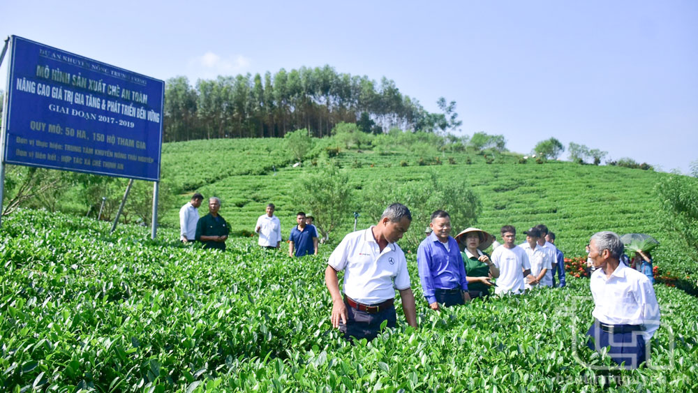 Mô hình trồng chè của người dân xóm Thịnh An, thị trấn Sông Cầu (Đồng Hỷ), ứng dụng khoa học công nghệ vào sản xuất.