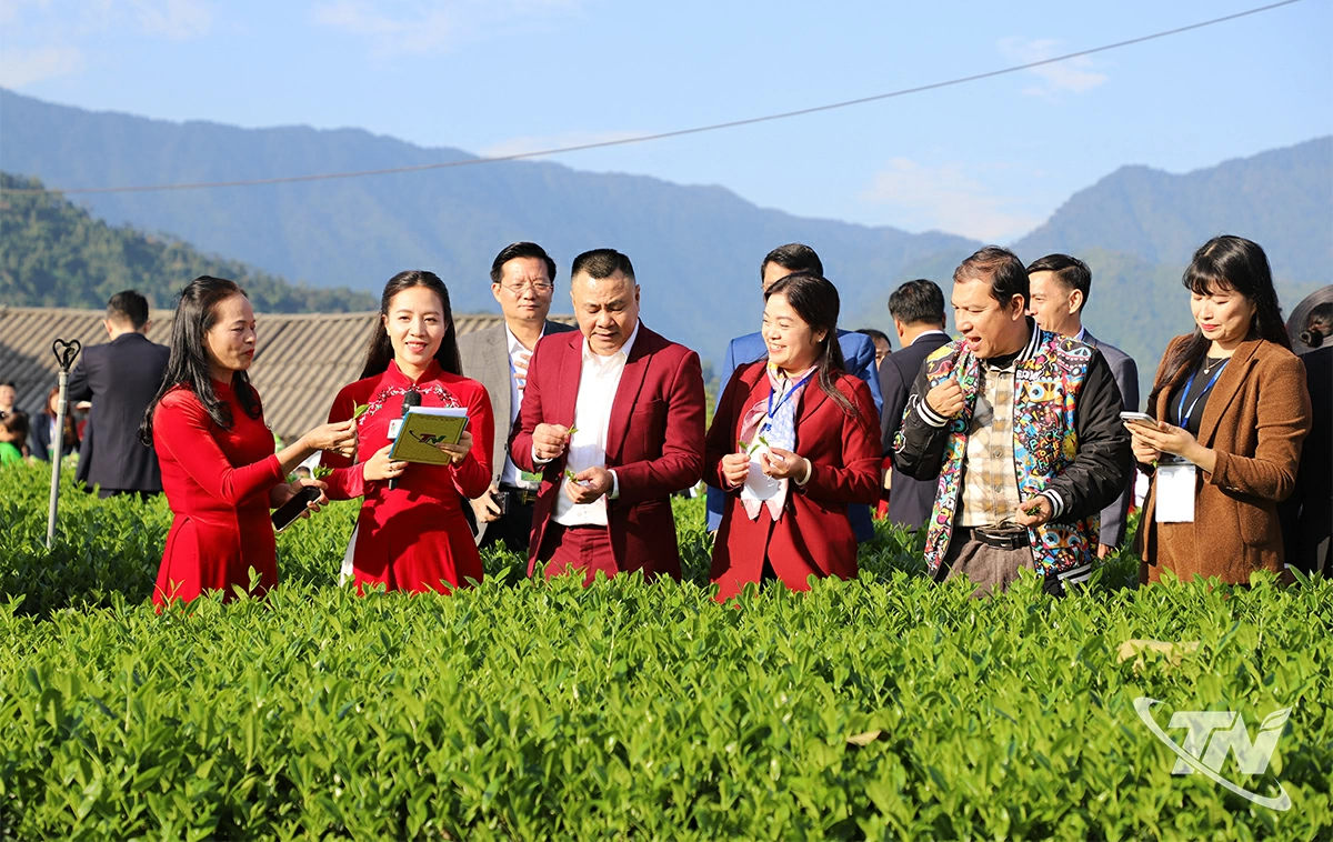 'Golden Hands in Tea Processing' Competition and Tea Tasting with Celebrities