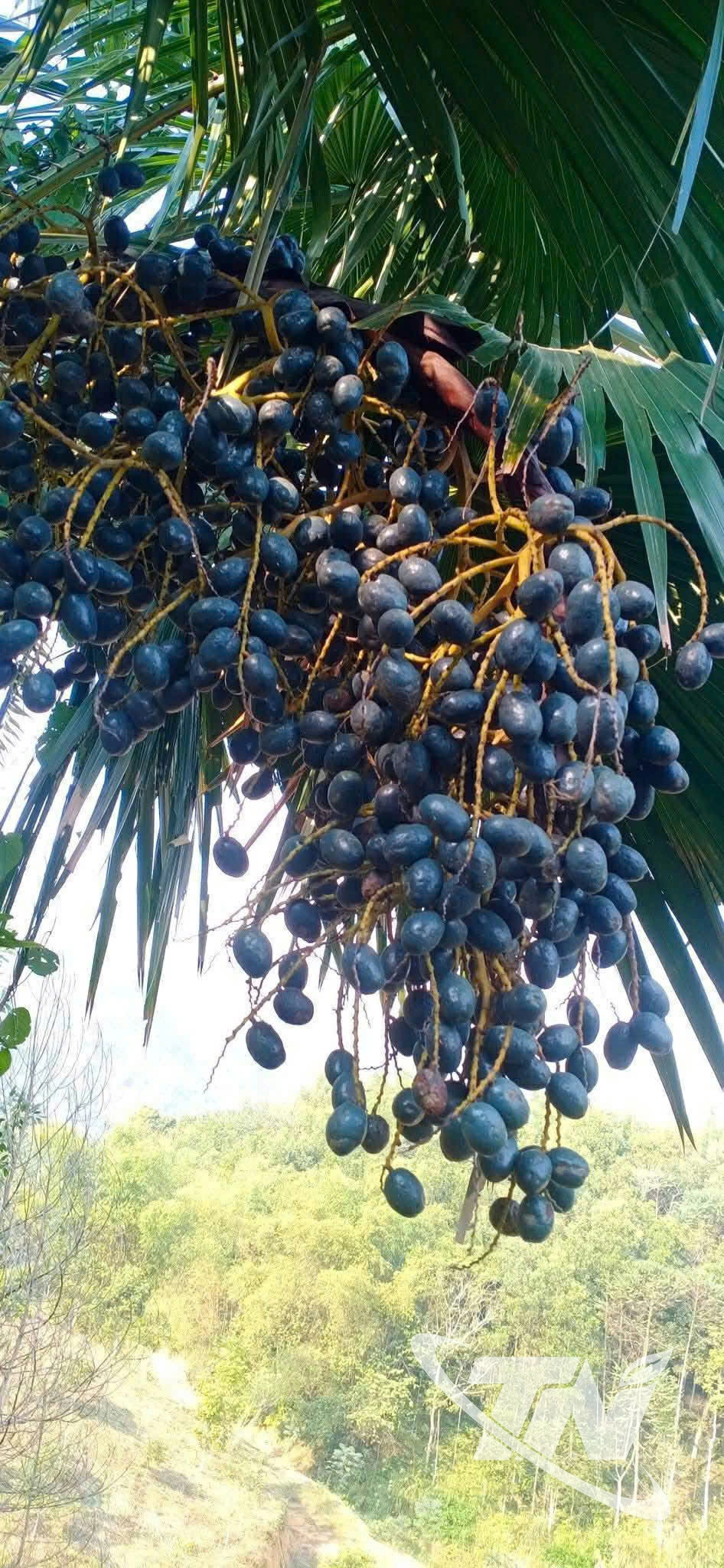 Chùm cọ sai trĩu quả là thứ quà quê khiến nhiều 
người “nghiện”.