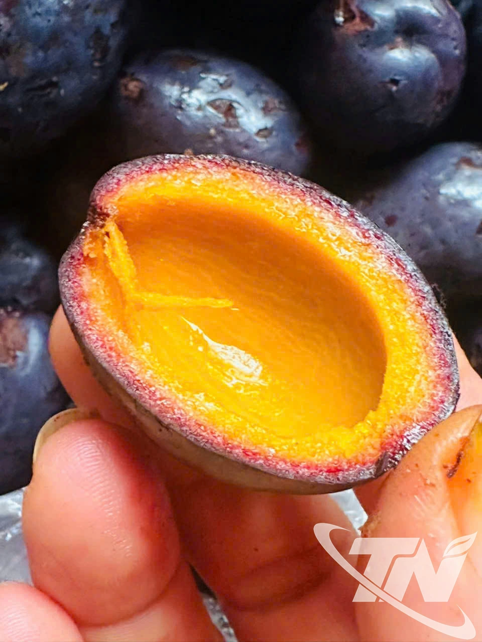 Quả cọ nếp sau khi om chín ăn có vị bùi, ngọt.