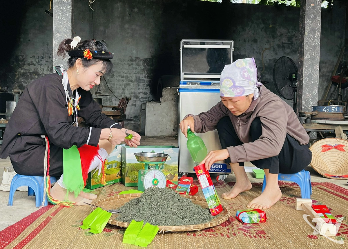 HTX trà Vạn Phú liên kết với nhiều hộ dân, tạo việc làm thường xuyên.