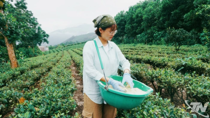 Họ là những nông dân thời đại mới: Kỳ 3: Người viết khúc biến tấu của trà