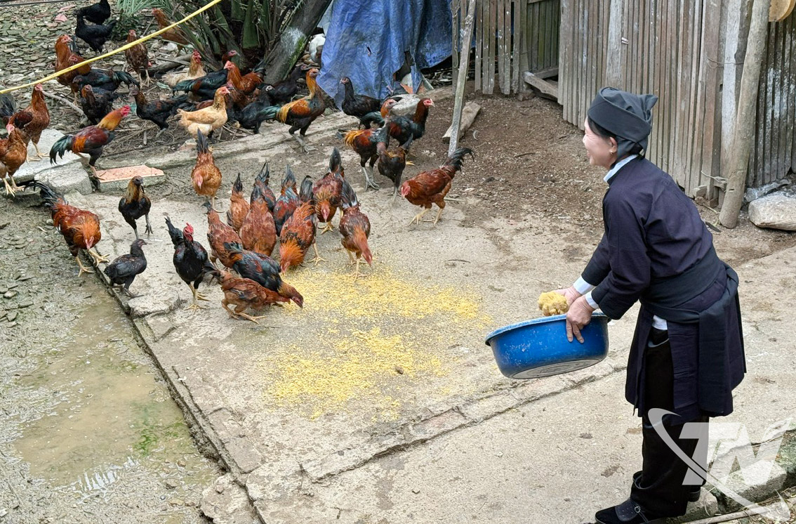 Chăn nuôi gà theo hướng liên kết cộng đồng đang mở ra sinh kế bền vững cho phụ nữ dân tộc Tày ở xã Na Rì.