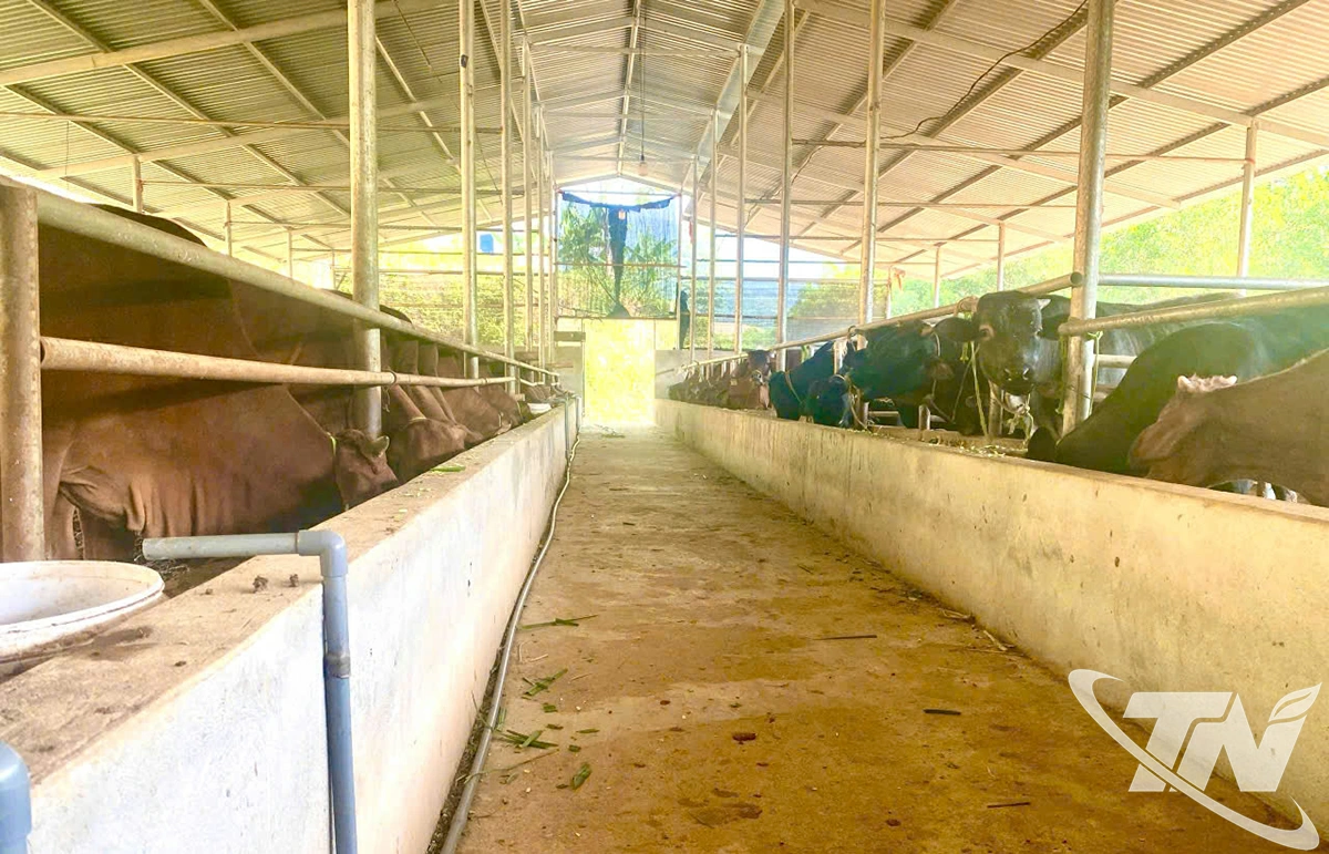  Khu chuồng nuôi của HTX bò Mông số 11 được xây dựng theo quy trình kỹ 
thuật hiện đại, giúp đàn bò sinh trưởng khỏe mạnh và ổn định