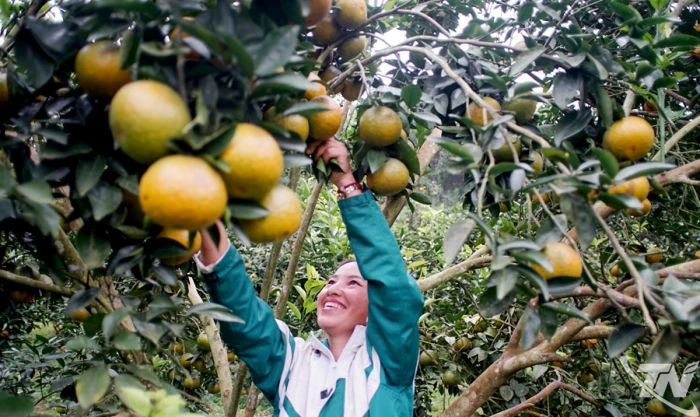 Mùa cam mùa hy vọng