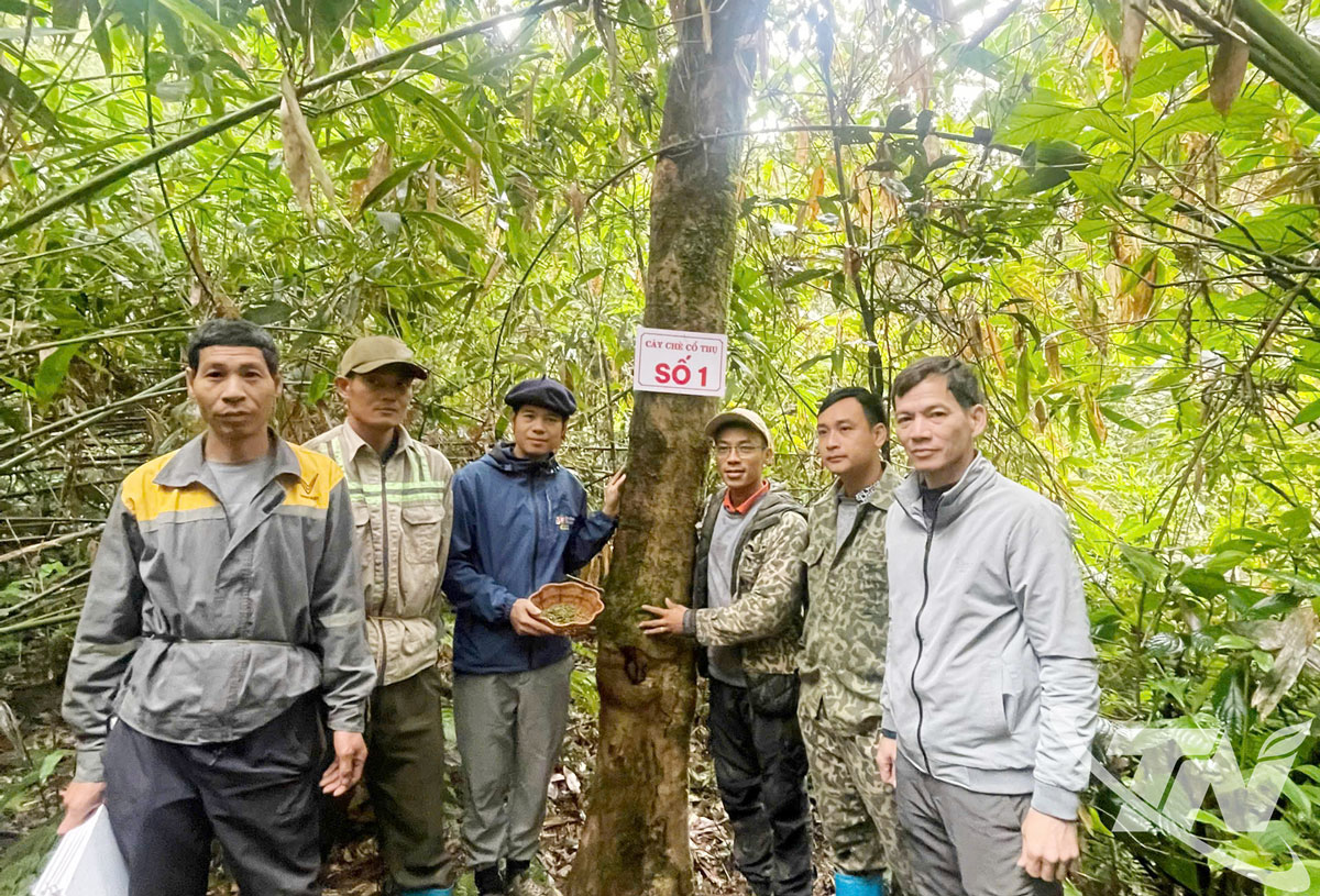 Đoàn công tác xã La Bằng gắn biển số cho cây chè cổ thụ số 1.
