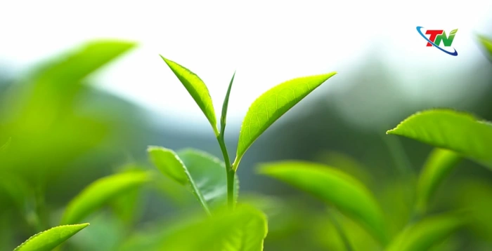 Tân Cương: Hành trình gìn giữ và nâng tầm Đệ nhất danh trà Việt