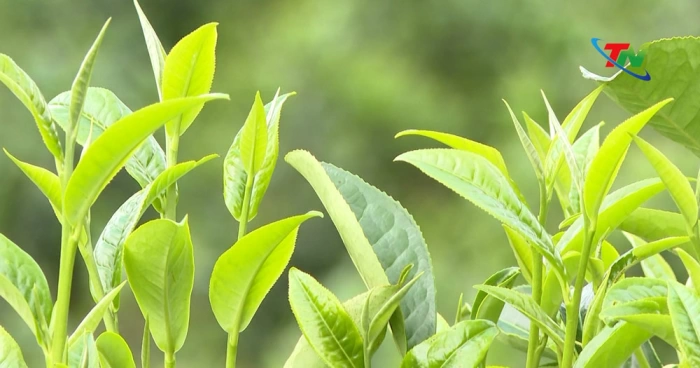 Chè Shan tuyết Bằng Phúc: Hành trình gìn giữ di sản