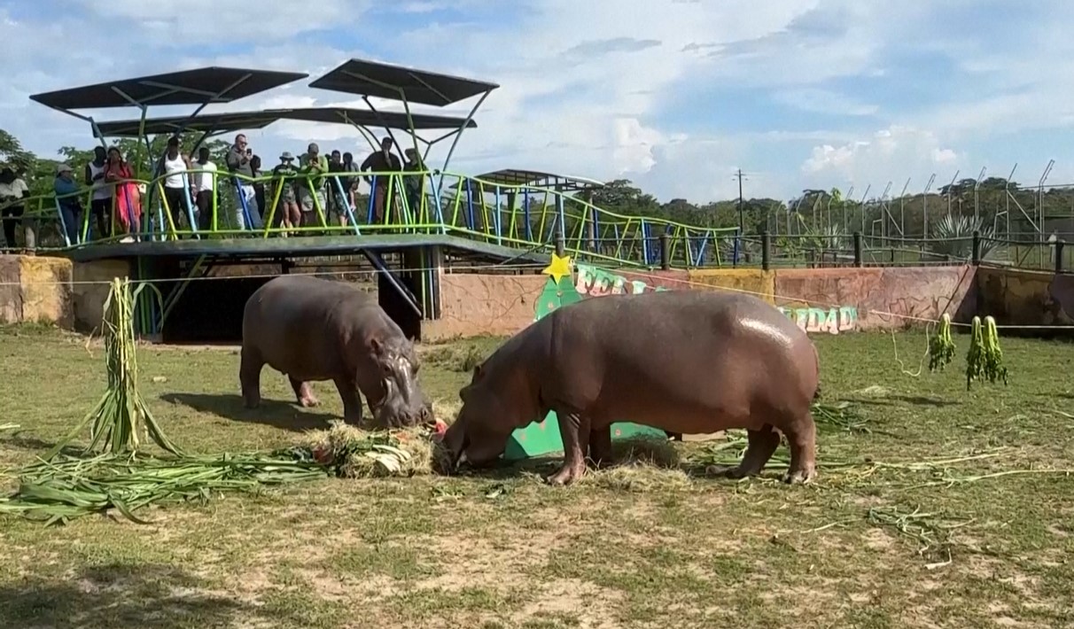 Những hoạt động làm giàu môi trường sống được đội ngũ chăm sóc thiết kế thường xuyên.