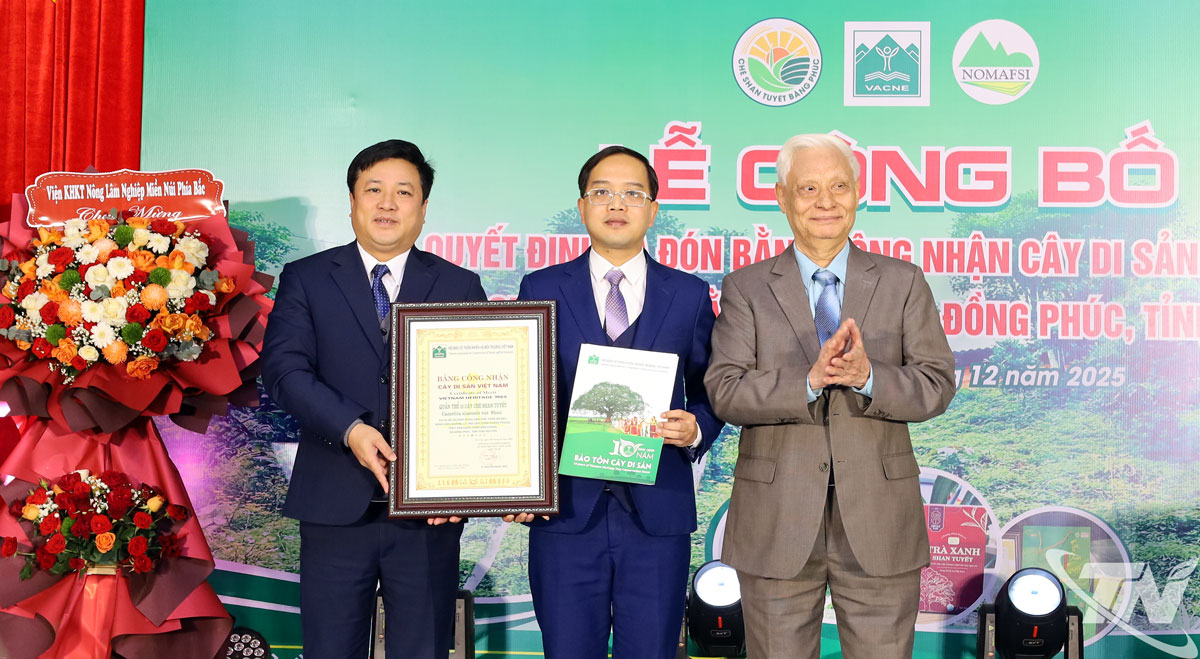 12 Shan Tuyet tea trees are recognized as “Vietnam Heritage Trees”.