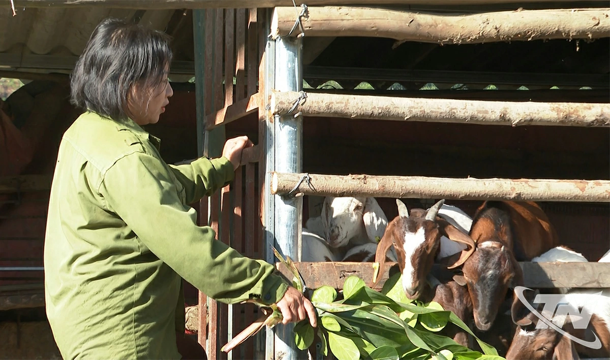 Mô hình nuôi dê lai Boon có liên kết của gia đình chị Triệu Huyền Thương, thôn Thạch Ngoã 2, xã Thượng Minh.