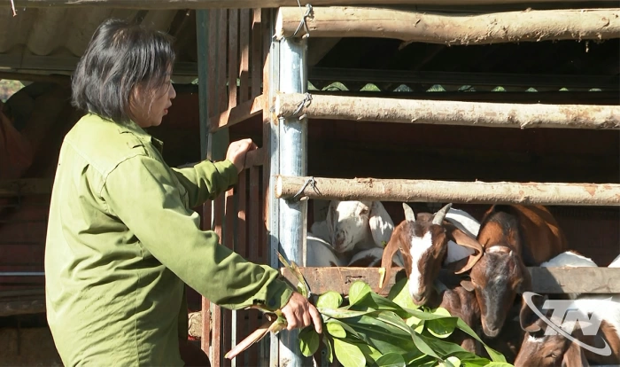 Mở hướng thoát nghèo từ chăn nuôi dê