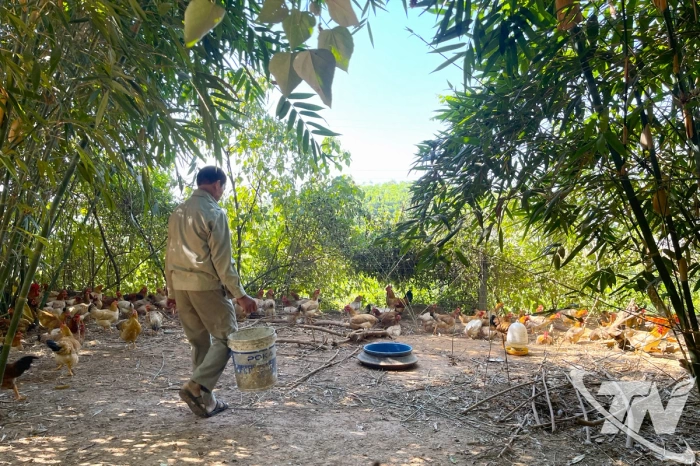 Gỡ khó đầu ra cho gà đồi Phú Bình