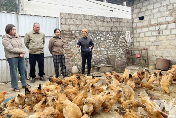 Giảm nghèo từ sinh kế bền vững ở Phượng Tiến