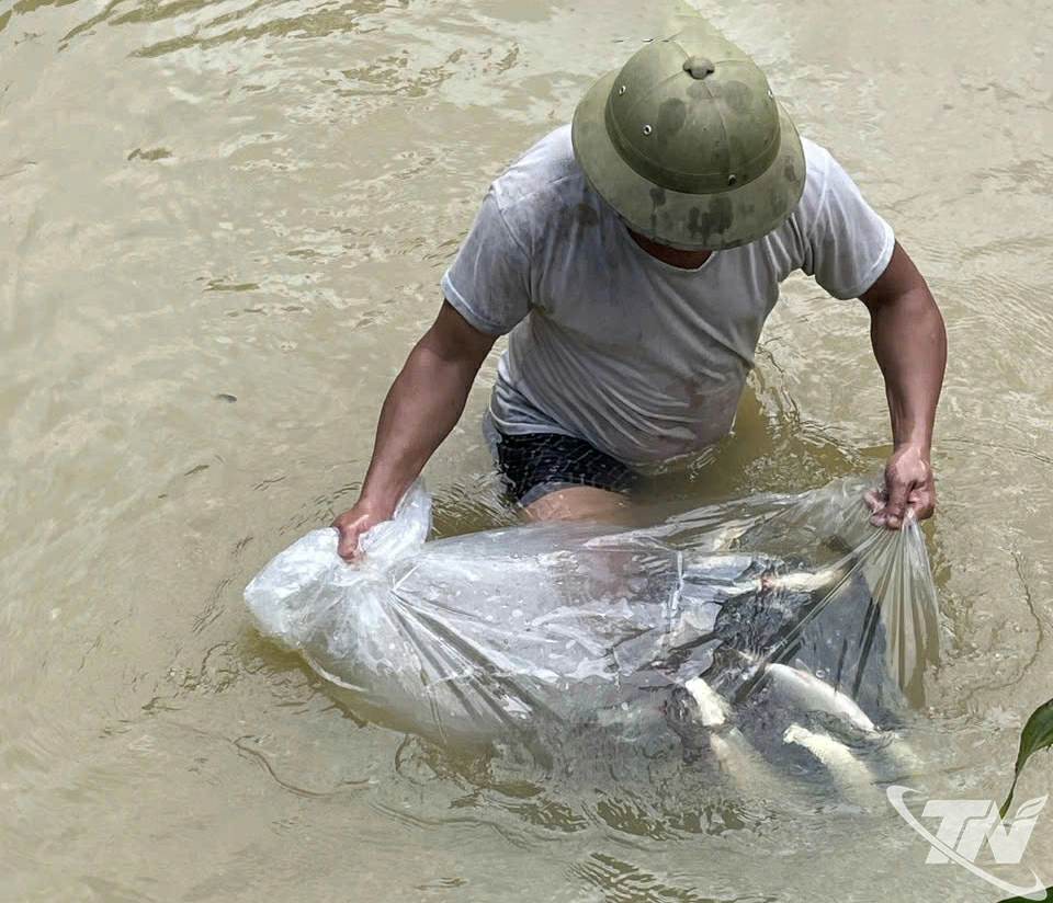 Một hộ dân tổ dân phố số 18, phường 
Bắc Kạn thả cá năm thứ 2 - thuộc Dự án 
hỗ trợ phát triển sản xuất cộng đồng.