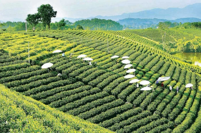 'Trăm năm đệ nhất danh trà' và khát vọng đưa trà Thái Nguyên vươn xa