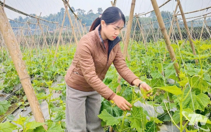 Hỗ trợ nâng cao chất lượng và tiêu thụ nông sản: Hiệu quả, thiết thực