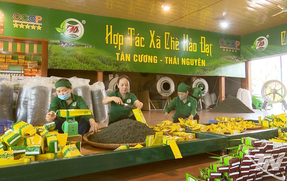 Trung bình mỗi năm Hợp tác xã chè Hảo Đạt sản xuất và tiêu thụ khoảng 200 tấn chè thành phẩm, doanh thu đạt trên 40 tỷ đồng/năm.