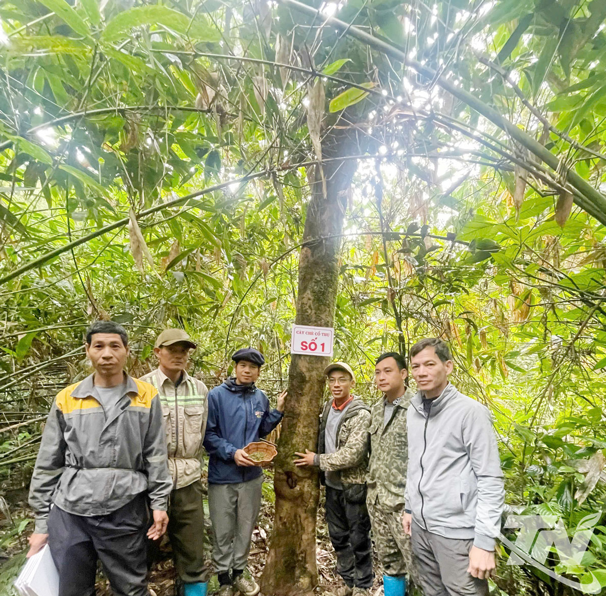Đoàn công tác chụp ảnh lưu niệm bên cây chè cổ thụ được đánh số 1.