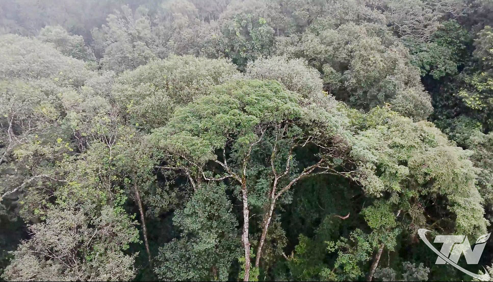 Khu vực chè cổ thụ nhìn từ trên cao.