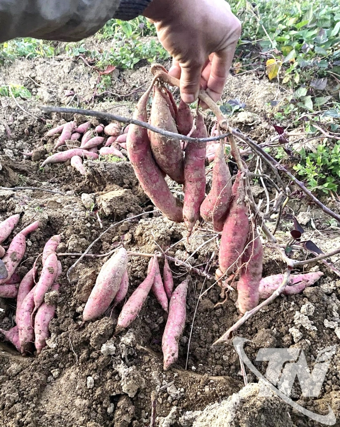 'Mật ngọt' vùng cao