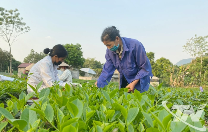 Trên 37.000 lượt khách hàng vay vốn giải quyết việc làm