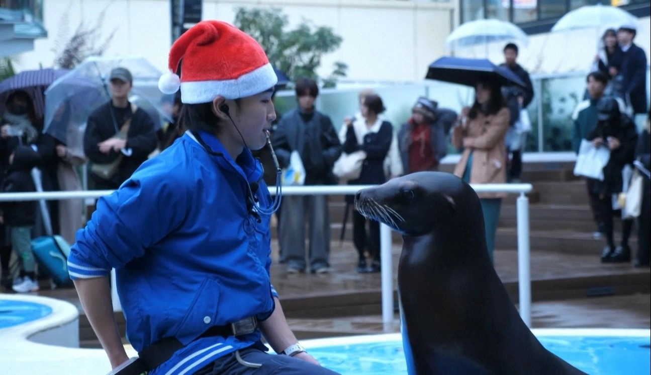 Đây là hoạt động thường niên vào mùa Giáng sinh tại thủy cung này từ năm 1999.