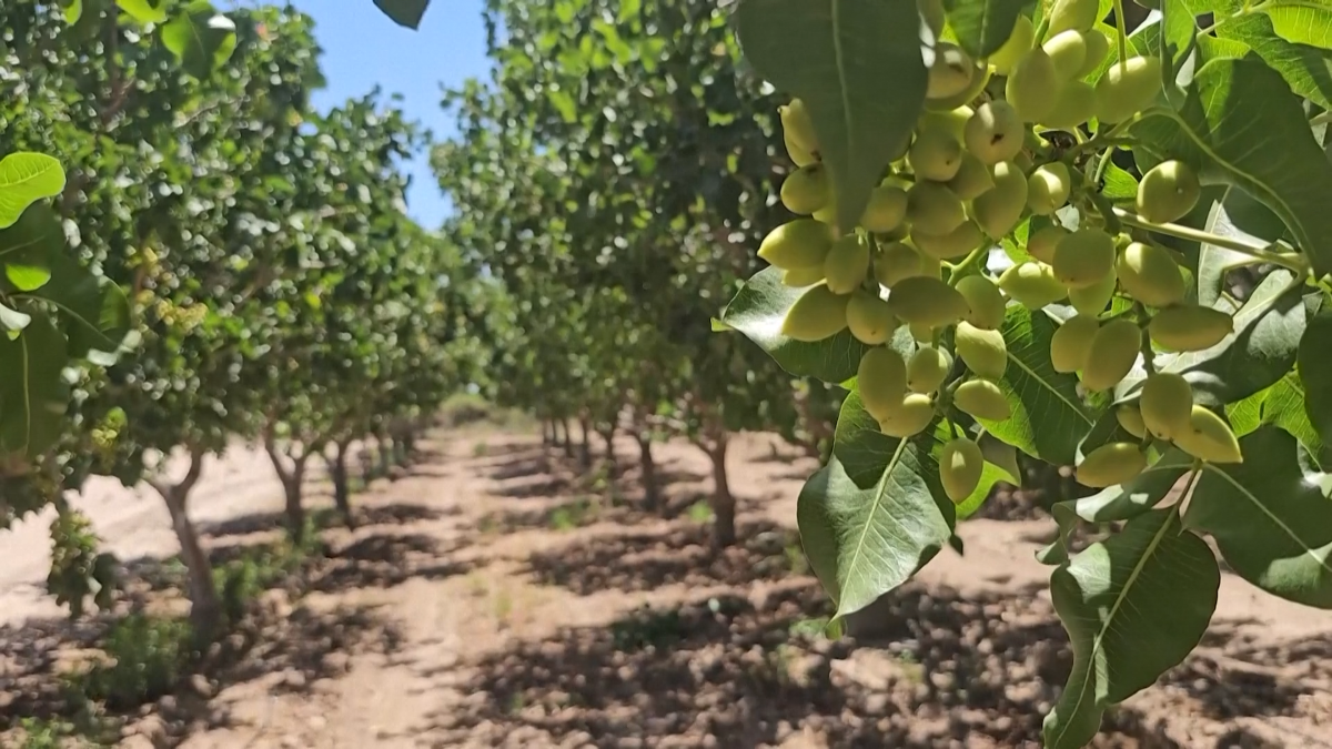 Cây hạt dẻ cười mất khoảng bảy năm từ khi trồng đến khi ra quả, cần mùa hè khô nóng và mùa đông lạnh.