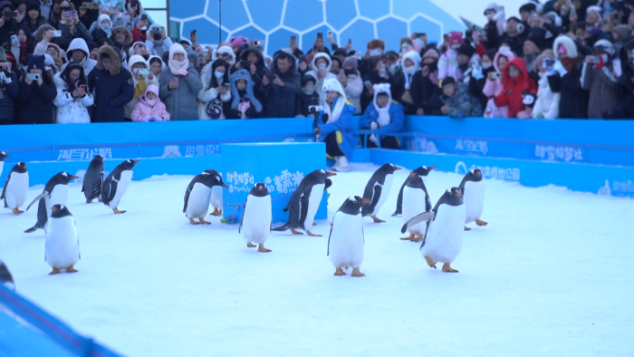 Diễu hành chim cánh cụt – Sản phẩm du lịch độc đáo của Cáp Nhĩ Tân (Trung Quốc)