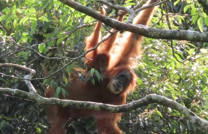 Lũ lụt và sạt lở ở Indonesia đe dọa quần thể đười ươi Tapanuli